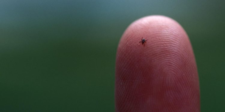 A tiny blacklegged tick, of the kind that transports Lyme Disease from animals to humans, sits on a fingertip. Credit: Getty Images | Karen Kasmauski. All Rights Reserved.