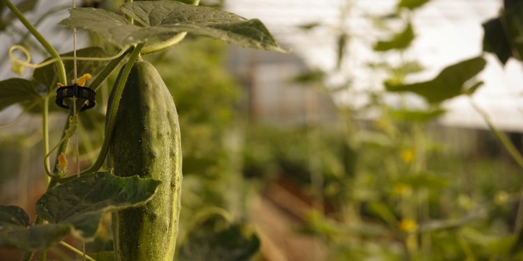 A plant growing at York Fresh Food Farm.

Commonwealth Media Services