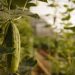 A plant growing at York Fresh Food Farm.

Commonwealth Media Services