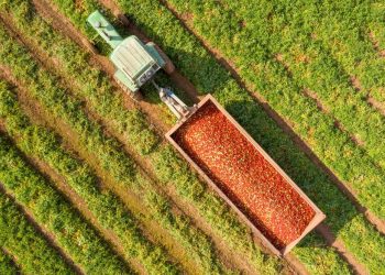 Aerial image of a Tractor and trailer loaded with Fresh harvested ripe Red Tomatoes.

StockStudio Aerials / Shutterstock