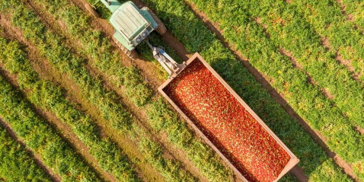 Aerial image of a Tractor and trailer loaded with Fresh harvested ripe Red Tomatoes.

StockStudio Aerials / Shutterstock