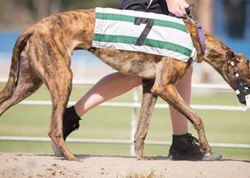 B's Sodbuster died of a heart attack racing in West Virginia. (Greyhound-Data)