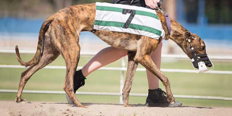 B's Sodbuster died of a heart attack racing in West Virginia. (Greyhound-Data)