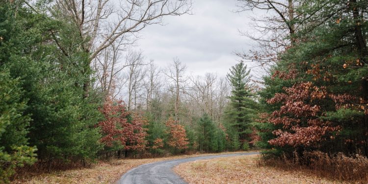 A wooded area in Centre County

Georgianna Sutherland / For Spotlight PA