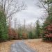 A wooded area in Centre County

Georgianna Sutherland / For Spotlight PA