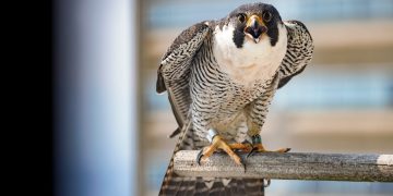 A peregrine falcon banded by the PA Game Commission perches on a branch.

Commonwealth Media Services