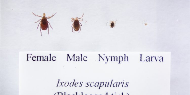 The life cycle of the black-legged tick.

Commonwealth Media Services