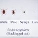 The life cycle of the black-legged tick.

Commonwealth Media Services
