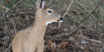 A deer in the woods

Photo By Mark Nale