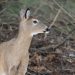 A deer in the woods

Photo By Mark Nale