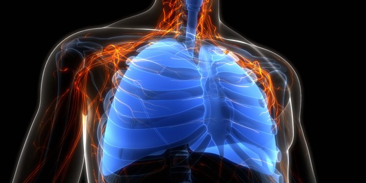 3D Illustration Concept of Human Respiratory System Lungs Anatomy