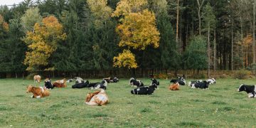 Brown and black cows lying down in a field.

Georgianna Sutherland / For Spotlight PA