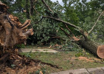 Downed trees in Harrisburg.

Sarah Anne Hughes