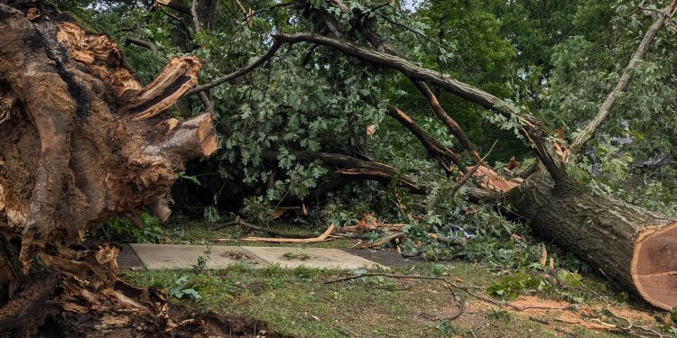 Downed trees in Harrisburg.

Sarah Anne Hughes