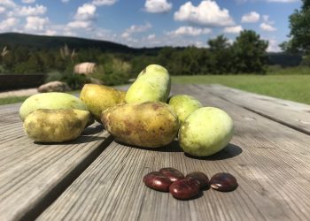 Pawpaw fruits and seeds on a table.

Virginia State Parks / Flickr