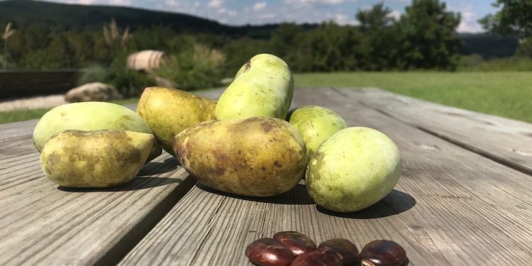 Pawpaw fruits and seeds on a table.

Virginia State Parks / Flickr