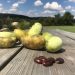 Pawpaw fruits and seeds on a table.

Virginia State Parks / Flickr