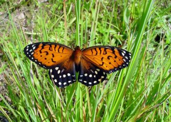 The regal fritillary butterfly.  Via Wikimedia Commons