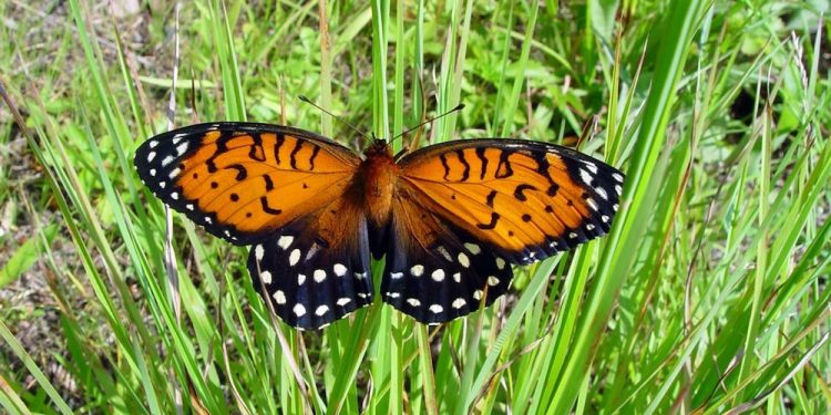 The regal fritillary butterfly.  Via Wikimedia Commons