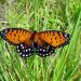 The regal fritillary butterfly.  Via Wikimedia Commons