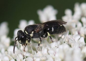 Hylaeus punctatus, a tiny black bee native to Europe that was recently spotted in Pennsylvania.

Courtesy of Lori Weidenhammer