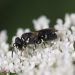 Hylaeus punctatus, a tiny black bee native to Europe that was recently spotted in Pennsylvania.

Courtesy of Lori Weidenhammer