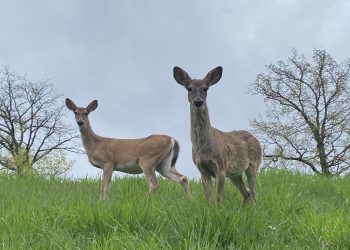 Two deer seen in Pittsburgh.

Colin Deppen / Spotlight PA