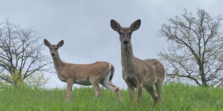 Two deer seen in Pittsburgh.

Colin Deppen / Spotlight PA