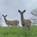 Two deer seen in Pittsburgh.

Colin Deppen / Spotlight PA